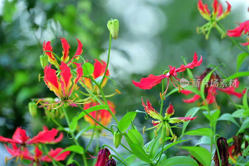 Gloriosa/火焰百合/攀缘百合/荣耀百合